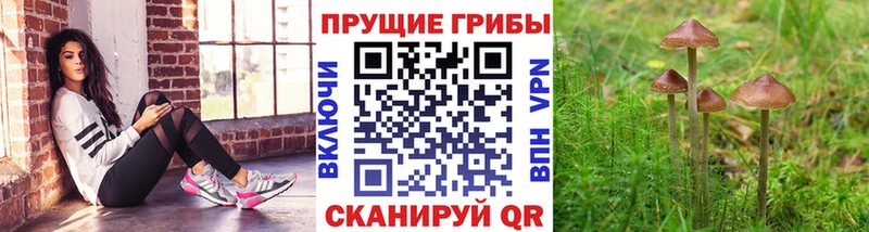Псилоцибиновые грибы MAGIC MUSHROOMS купить наркотики цена Советск